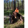 Image 2 : 5 - day Montana Spring Black Bear Hunt