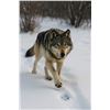 Image 3 : 6 - day Wolf hunt for 1 hunter in Idaho