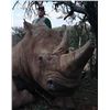 Image 1 : 6 - Day Conservation Rhino Vita Dart Hunt for 1 Hunter