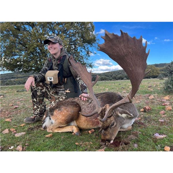 Spain Fallow or Mouflon or Roe Deer Hunt