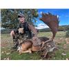 Image 1 : Spain Fallow or Mouflon or Roe Deer Hunt