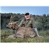 Image 2 : Spain Fallow or Mouflon or Roe Deer Hunt