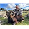 Image 3 : Spain Fallow or Mouflon or Roe Deer Hunt