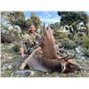 Image 4 : Spain Fallow or Mouflon or Roe Deer Hunt
