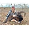 Image 5 : Spain Fallow or Mouflon or Roe Deer Hunt
