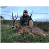 Image 6 : Spain Fallow or Mouflon or Roe Deer Hunt