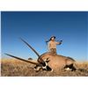 Image 2 : 6 - Day Sable and Gembuck Hunt for 2 hunters