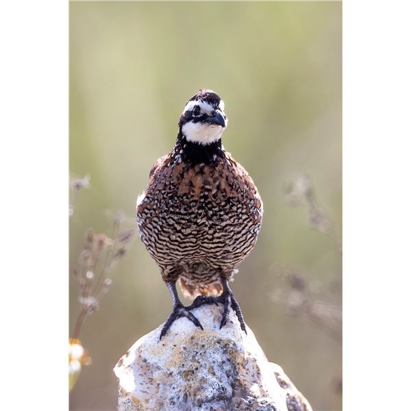3 - day Texas Quail hunt for 2 hunters