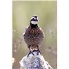 Image 1 : 3 - day Texas Quail hunt for 2 hunters