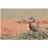 Image 3 : 3 - day Texas Quail hunt for 2 hunters