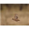 Image 5 : 3 - day Texas Quail hunt for 2 hunters