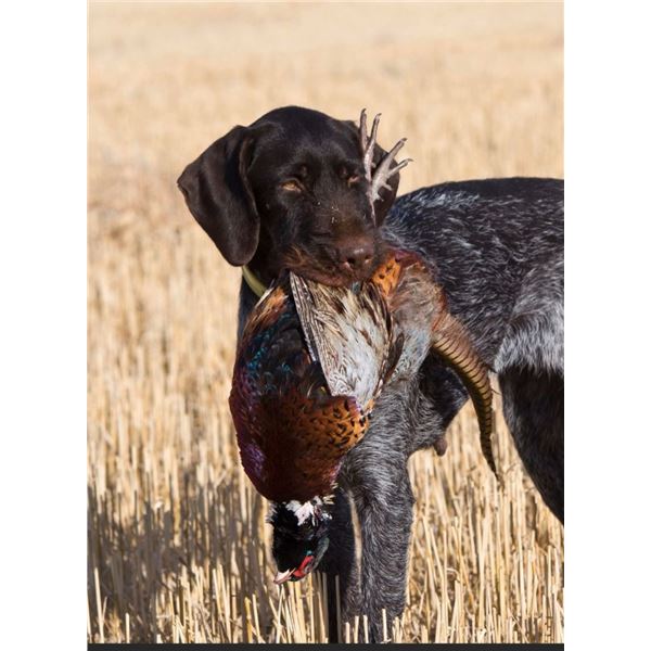 3 - Day South Dakota Pheasant Hunt for 4 hunters