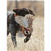 Image 4 : 3 - Day South Dakota Pheasant Hunt for 4 hunters