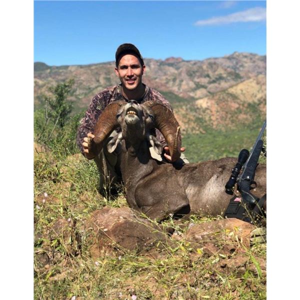 10 - Day Premium Free-Range Desert Bighorn Sheep Hunt for One Hunter