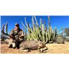 Image 1 : 6 - Day Sonoran Desert Mule Deer Hunt for 2 Hunters