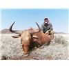 Image 1 : 6 - Day African Safari Wildebeest (3) for 2 Hunters