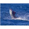 Image 4 : 5 - Night Costa Rica Fishing Adventure for 2 anglers