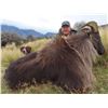 Image 2 : 4-Day New Zealand Bull Tahr for 1 Hunter & 1 Observer