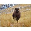 Image 3 : 4-Day New Zealand Bull Tahr for 1 Hunter & 1 Observer