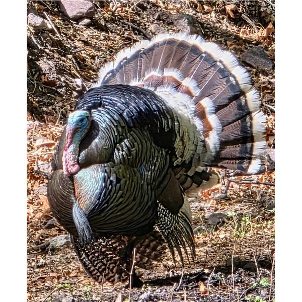 Mexico Goulds Turkey in Sonora Mexico