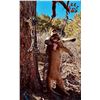 Image 1 : 5 - Day Cougar Hunt in UT or AZ with Mossback Outfitters for 1 Hunter