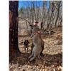 Image 2 : 5 - Day Cougar Hunt in UT or AZ with Mossback Outfitters for 1 Hunter