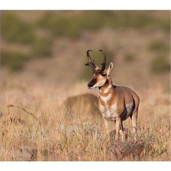 Utah Conservation Pronghorn Permit