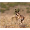 Image 1 : Utah Conservation Pronghorn Permit