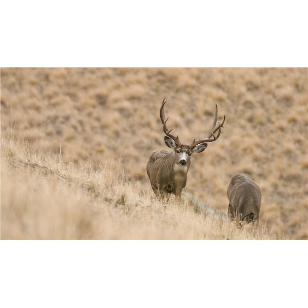 Utah Conservation Mule Deer Permit