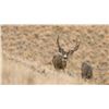 Image 1 : Utah Conservation Mule Deer Permit