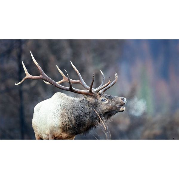 Utah Conservation Elk Permit