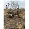 Image 1 : 5 - Day Oregon Mule Deer Hunt for 2 Hunters