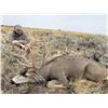 Image 4 : 5 - Day Oregon Mule Deer Hunt for 2 Hunters