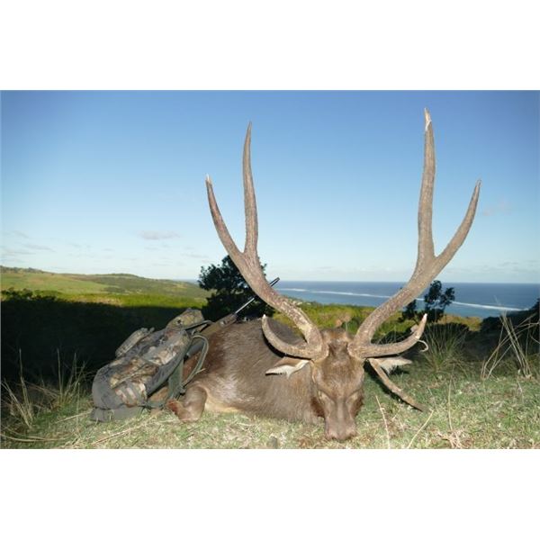 3-Day Rusa Deer Hunt in Mauritius for 1 Hunter 