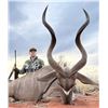 Image 2 : 6-Day Trophy Cape Kudu Hunt for 2 Hunters