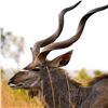 Image 3 : 6-Day Trophy Cape Kudu Hunt for 2 Hunters
