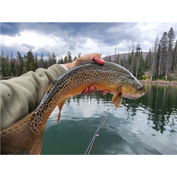 Guided Fly Fishing Trip in the Utah Uintas for 4 Angler