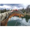 Image 1 : Guided Fly Fishing Trip in the Utah Uintas for 4 Angler