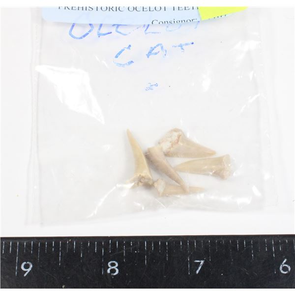 PREHISTORIC OCELOT TEETH