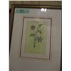Image 6 : PAIR OF FRAMED FLOWERS (APPROX. 13" X 17")