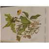 Image 2 : Vintage Canadian Wild Flowers 1868 Rare Reprint Illustrated Book