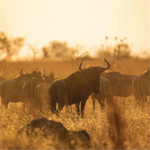 Vos & Co Safaris 6 Day Plains game hunt for 1-4 Hunters