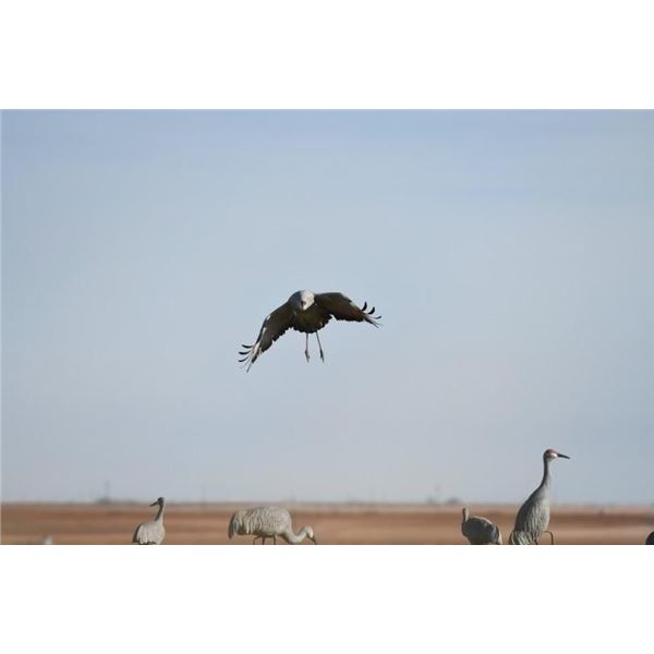 Safari Unlimited Texas Sandhill Crane / Goose Hunt Trip for 2