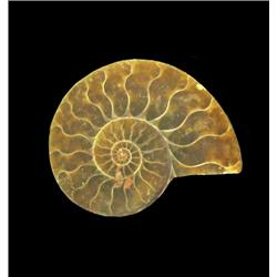 17.65ct Opalized Prehistoric Ammonite Jewelry Cut Half (GEM-20490)