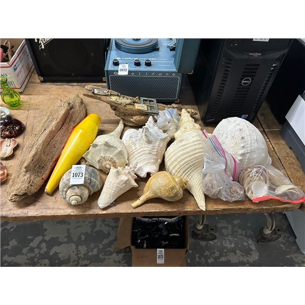 Asst. Large Conch Shells, Nautical Décor