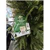 Image 1 : 2-Christmas Trees - 2 X $