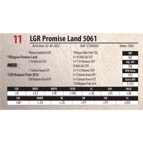 LGR Promise Land 5061