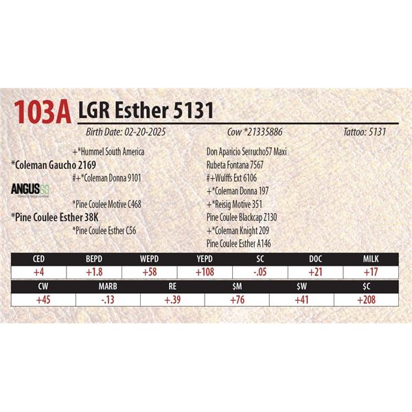 LGR Esther 5131
