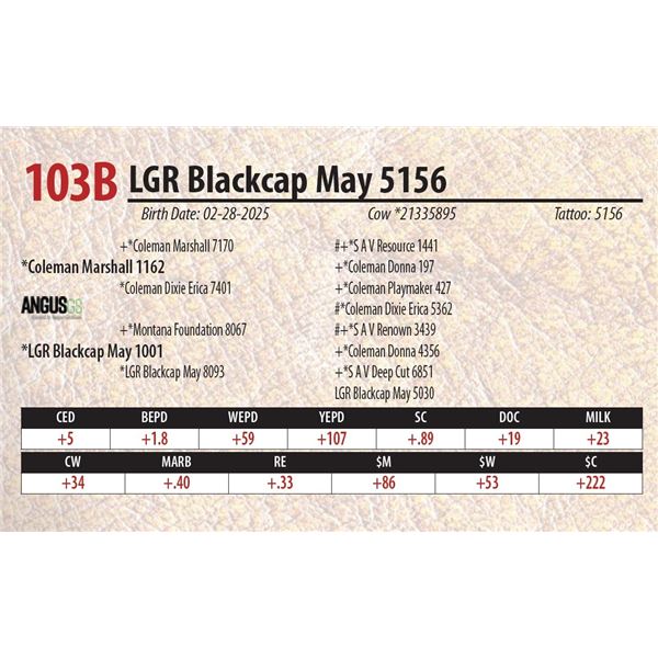 LGR Blackcap May 5156