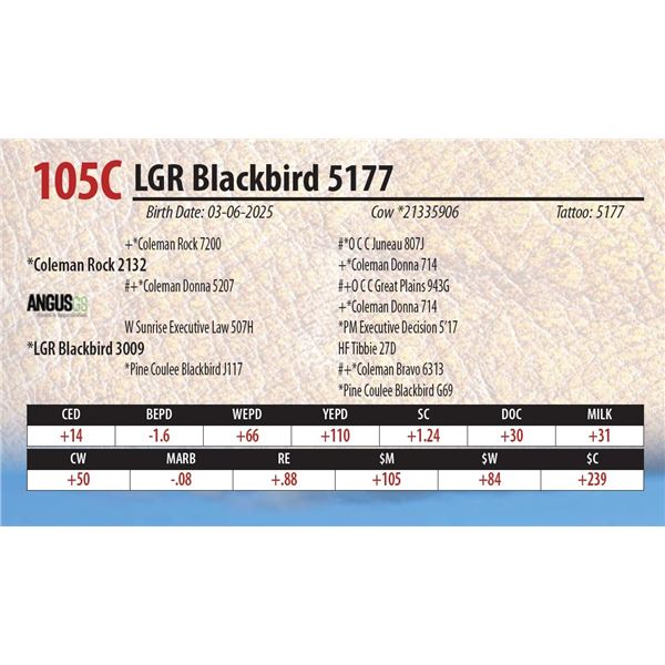 LGR Blackbird 5177